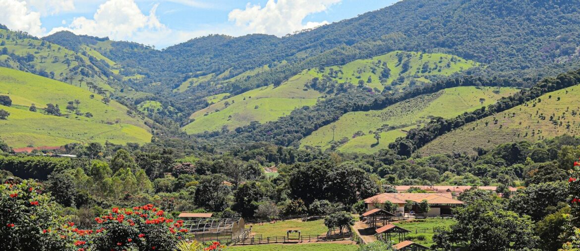 a lush green hillside covered in lots of trees